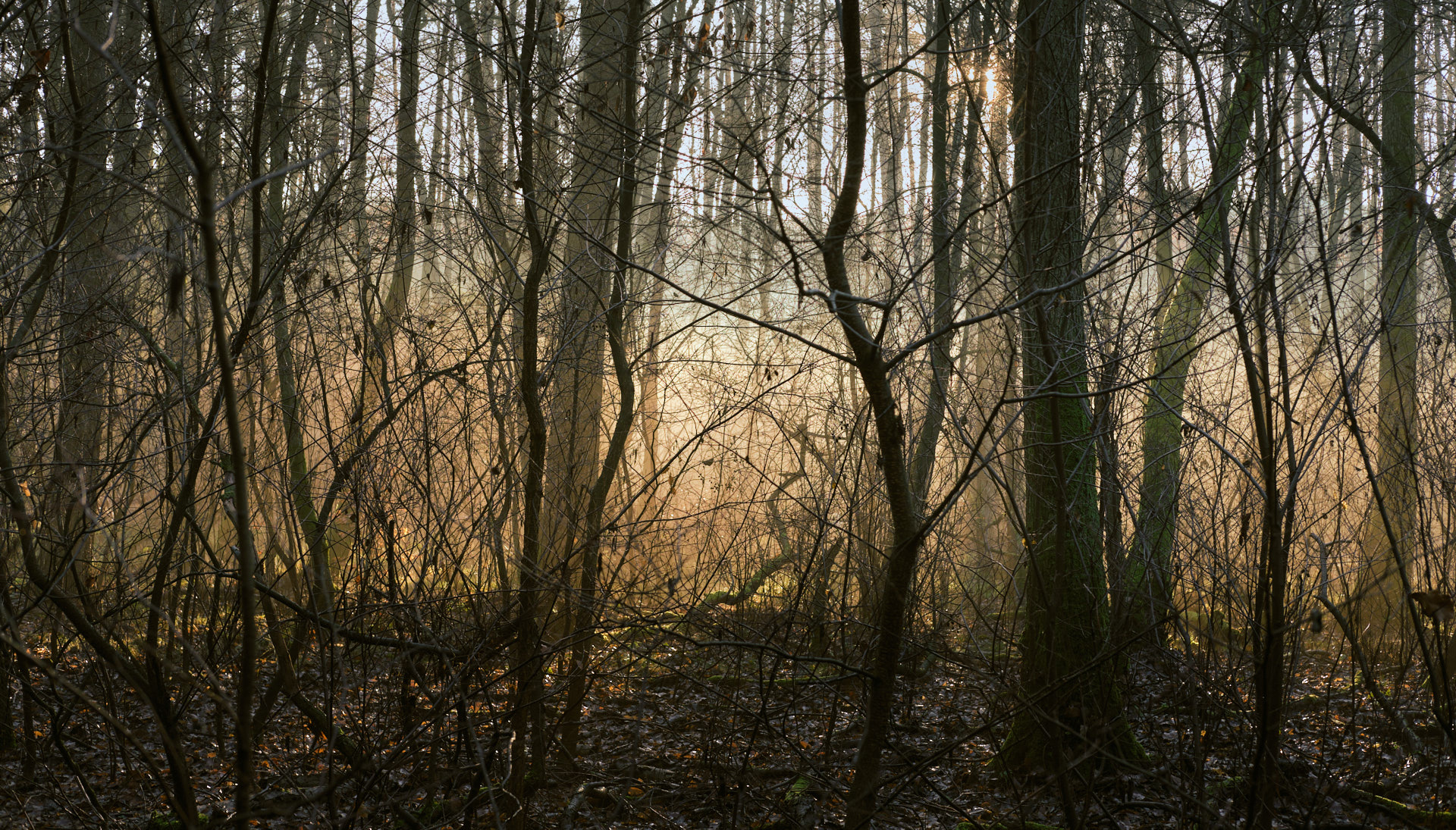 Morgensonne im Briesetal